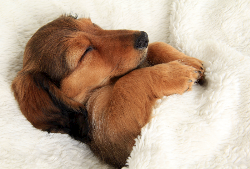 dog in crate